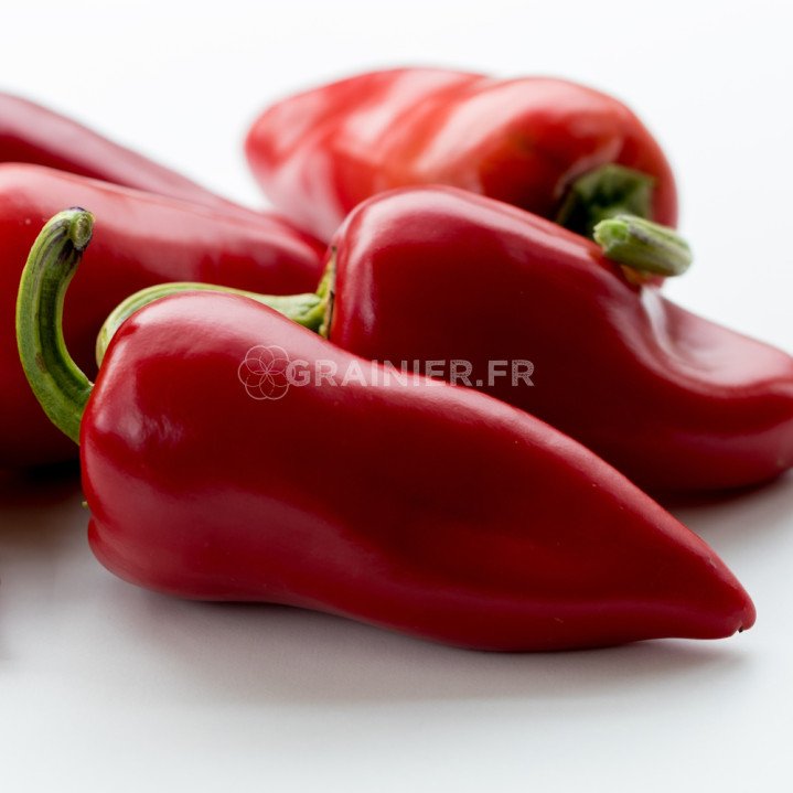 Piment type d'Espelette, Ezpeletako Biperra image